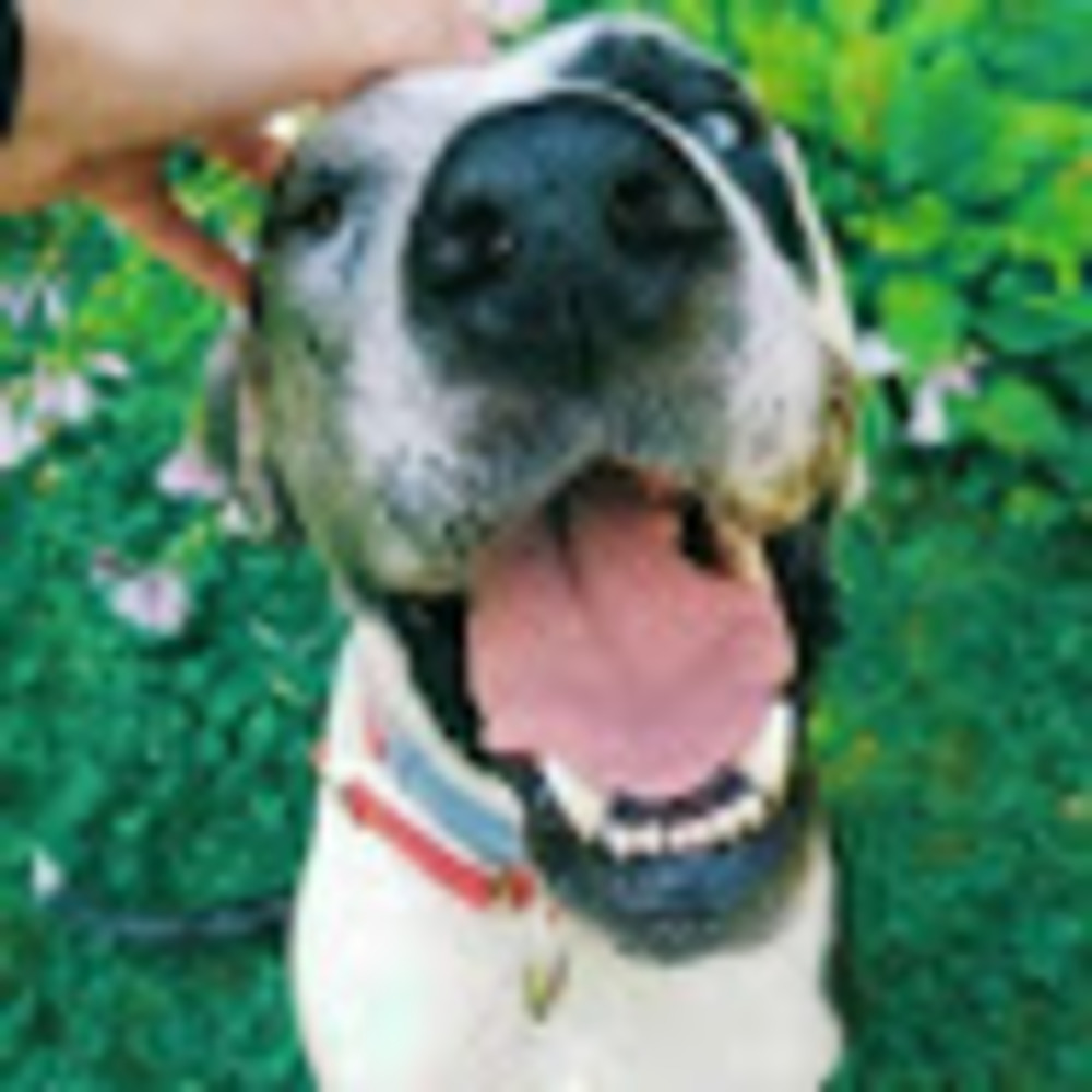 Meet your Posher, Ella